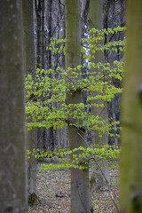 Buchenwald im Frühling