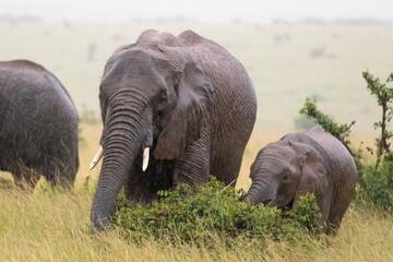 Safari in Kenya. Elephant family in Masai Mara Park