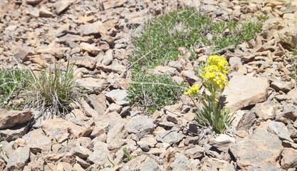 Spring yellow flowers with grown in the stones.