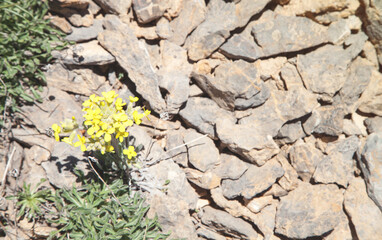 Spring yellow flowers with grown in the stones.