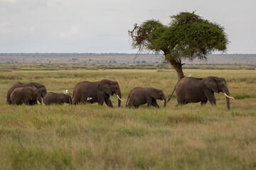 Naklejka na ściany i meble Safari in Kenya. Elephant family in Masai Mara Park