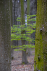Buchenwald im Frühling