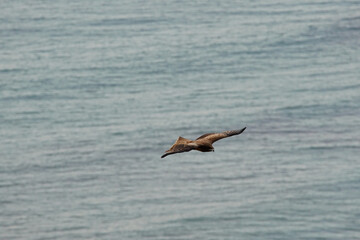 上空高く獲物を狙うトンビ