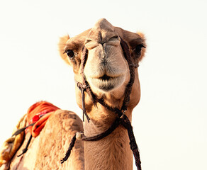 Close up view of Arabian camel