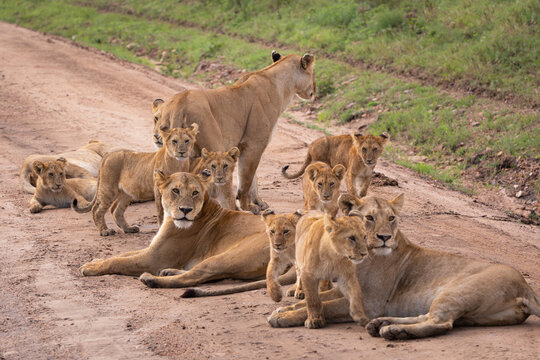 Safari in Kenya. Lion family in Masai Mara Park
