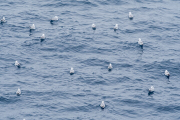 Southern Fulmar (Fulmarus glacialoides) in South Atlantic Ocean, Southern Ocean, Antarctica