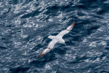 Naklejka premium Southern Fulmar (Fulmarus glacialoides) in South Atlantic Ocean, Southern Ocean, Antarctica
