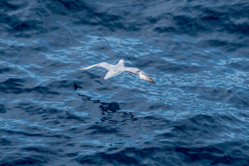 Naklejka premium Southern Fulmar (Fulmarus glacialoides) in South Atlantic Ocean, Southern Ocean, Antarctica