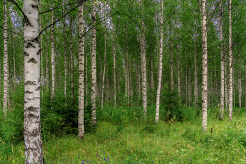 Obraz premium Birkenwald