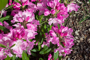 Blooming pink bush of rhodondrons top view.
