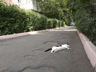 A cat on rest from th  heat.