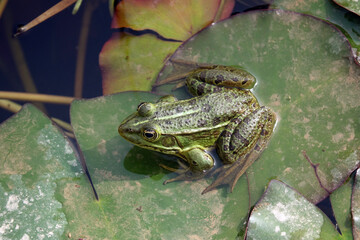 Wasserfrosch