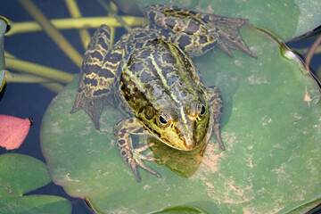 Wasserfrosch