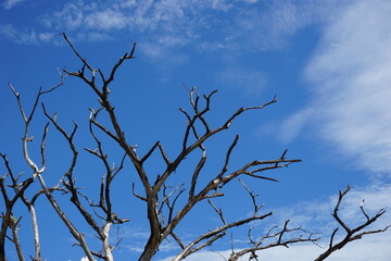  Evening sky clouds and branches sunlight