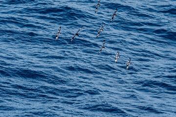 Cape Petrel (Daption capense) in South Atlantic Ocean, Southern Ocean, Antarctica