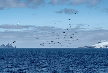 Fototapeta na wymiar Cape Petrel (Daption capense) in South Atlantic Ocean, Southern Ocean, Antarctica