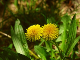 木漏れ日に当たる野原の蒲公英