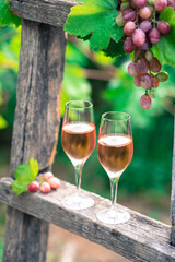 Two glasses of rose wine with bottle outdoors in garden party in vineyard. Wine tasting with red grapes on wooden ladder, harvest time, copy space