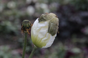 Islandmohn - Papaver nudicaule