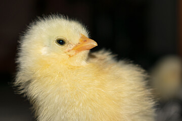 Chick photography collection