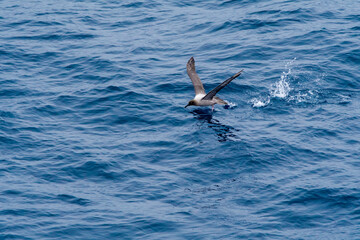 Light-mantled Albatross (Phoebetria palpebrata) in South Atlantic Ocean, Southern Ocean, Antarctica
