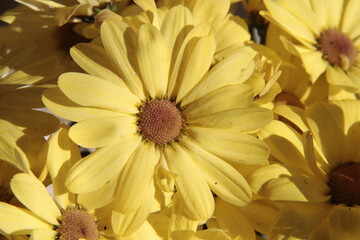 Rausch in Gelb - Solarplexus