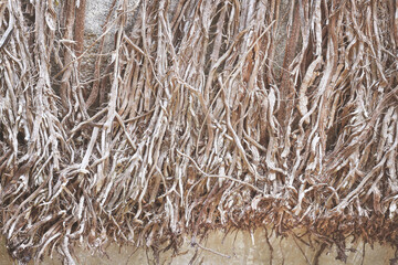 Dry roots vines covered old block cement wall background