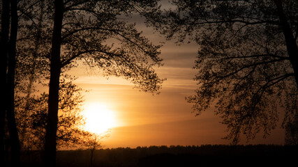 Orange sunset on nature through the trees.