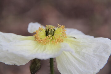 Islandmohn - Papaver nudicaule