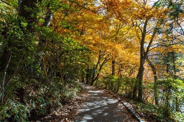 オレンジ色の紅葉の中の道