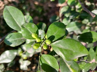 green leaves on a tree