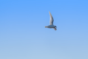 Snow Petrel (Pagodroma nivea) in South Atlantic Ocean, Southern Ocean, Antarctica
