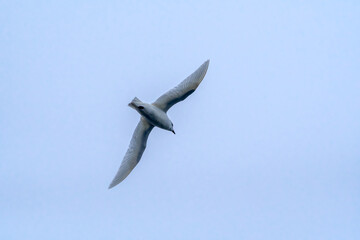 Snow Petrel (Pagodroma nivea) in South Atlantic Ocean, Southern Ocean, Antarctica