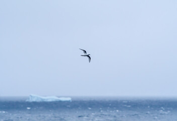 Fototapeta na wymiar Snow Petrel (Pagodroma nivea) in South Atlantic Ocean, Southern Ocean, Antarctica