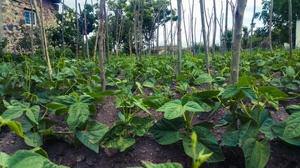 Bean garden. Inserted wooden sticks in the roots of bean shoots. Farm business in the village.