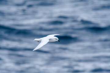 Snow Petrel (Pagodroma nivea) in South Atlantic Ocean, Southern Ocean, Antarctica