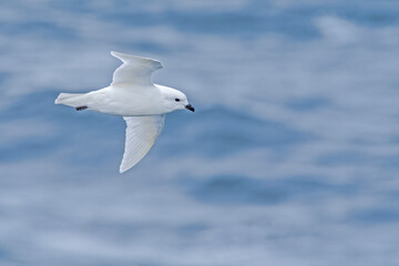 Snow Petrel (Pagodroma nivea) in South Atlantic Ocean, Southern Ocean, Antarctica