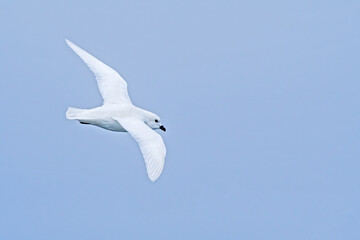 Snow Petrel (Pagodroma nivea) in South Atlantic Ocean, Southern Ocean, Antarctica