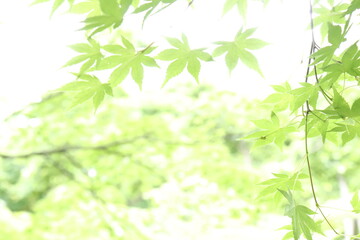 Green maple leaves against the sun