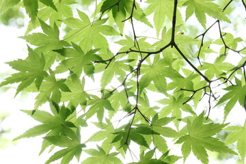 Fototapeta na wymiar Green maple leaves against the sun
