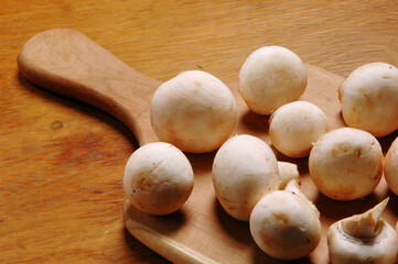 Close up of Mushrooms on Wooden Shingle  .