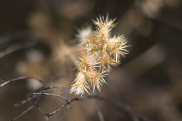 detail of small wild flower with spikes on the leaves in medium tones