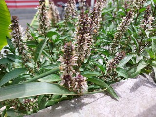 lavender flowers in the garden