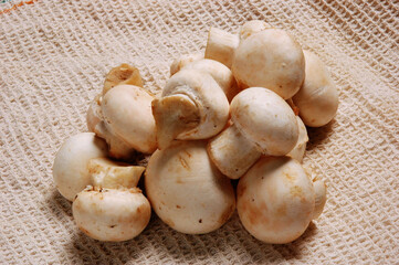Close Up of fresh Mushrooms at kitchen