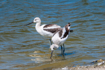 American Avocet (Recurvirostra americana) in Malibu Lagoon, California, USA