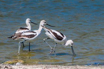 American Avocet (Recurvirostra americana) in Malibu Lagoon, California, USA