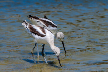 American Avocet (Recurvirostra americana) in Malibu Lagoon, California, USA
