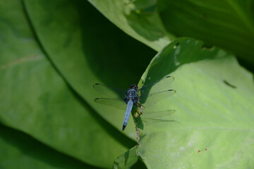 蜻蛉