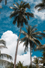 palm trees on the beach and blue sky