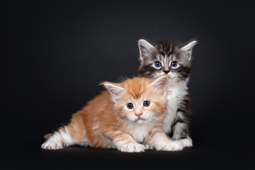 Two 5 week old Maine Coon cat kittens, sitting / laying beside each other. Both looking towards camera. Isolated on black background.